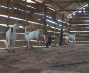 Goats in the Goat House