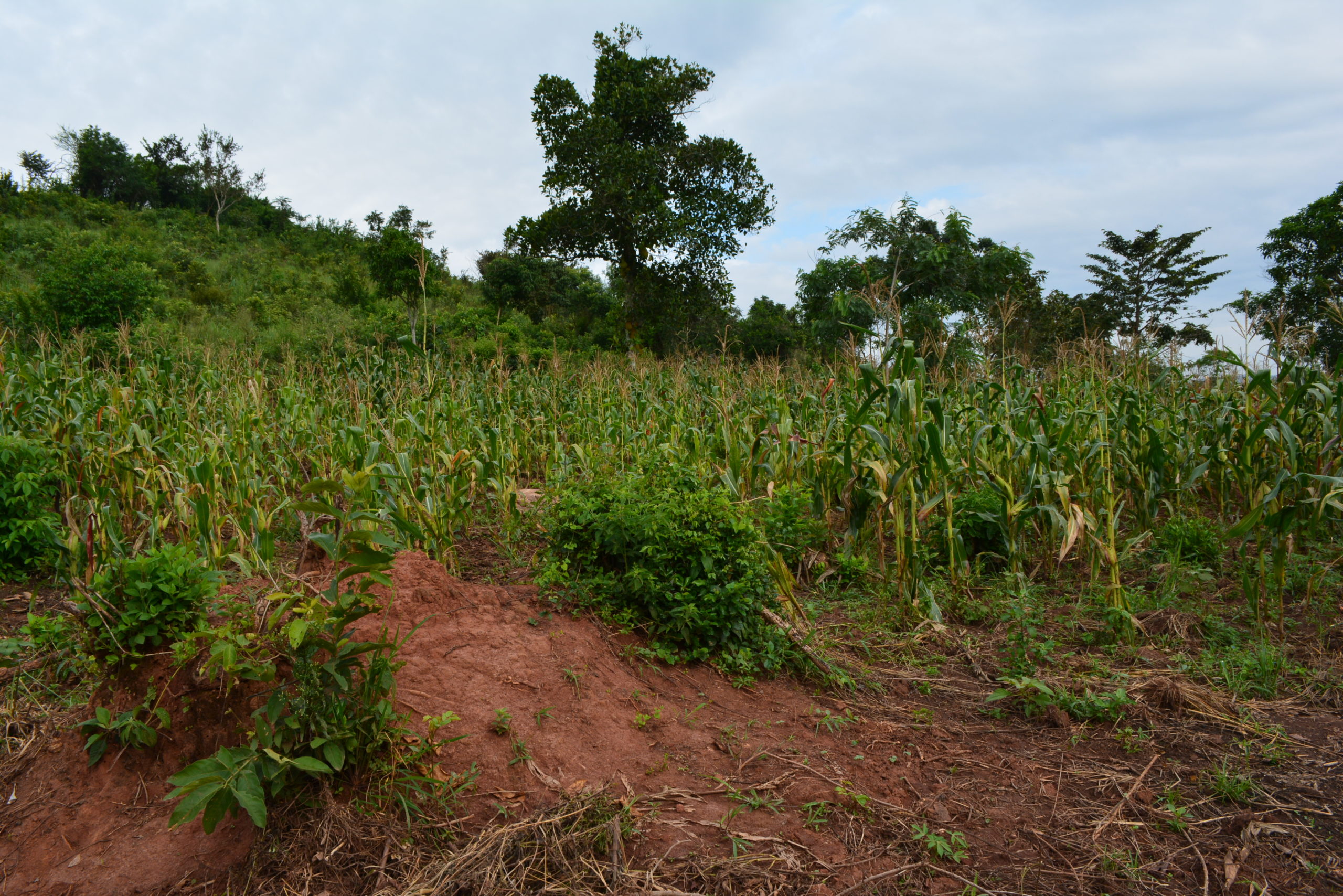 Crops Growing on School Farmland